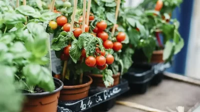 Here's the image of lush Tomatoes plants in pots on a sunny balcony