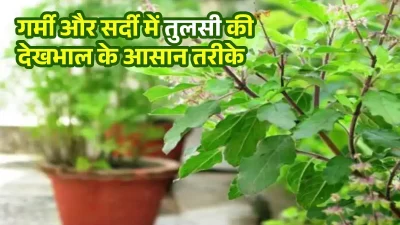 Tulsi Plant Care Tips