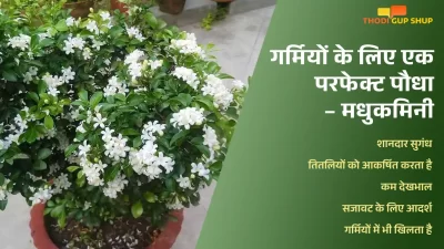 Madhukamini Outdoor Plant